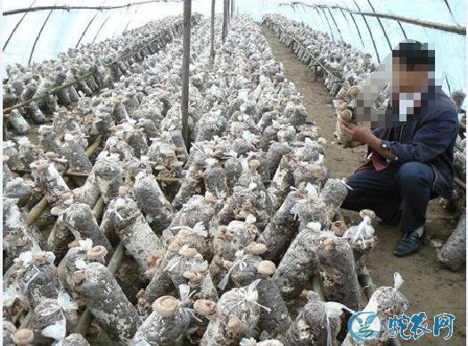 怎样种蘑菇?袋栽蘑菇如何降低染菌率?配方很重要!