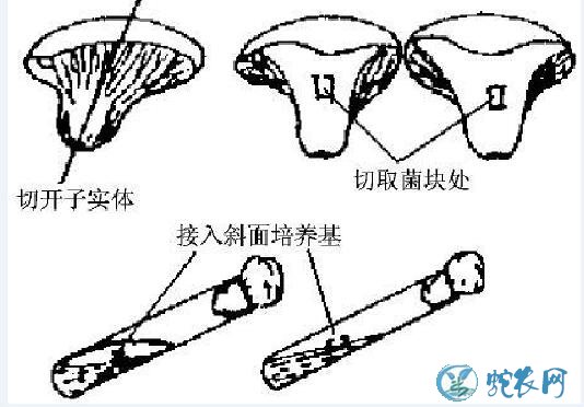 平菇种、平菇孢子分离复壮、解决平菇品种退化技术！