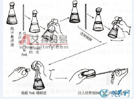 平菇种、平菇孢子分离复壮、解决平菇品种退化技术！