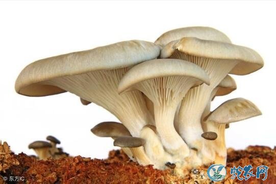 如何种植平菇?平菇种植所需要的条件有哪些?