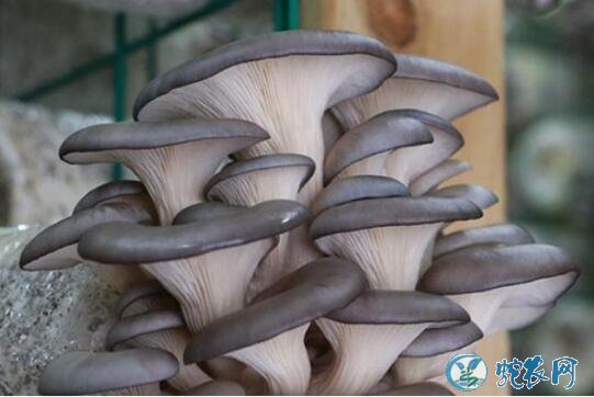 如何种植平菇？平菇种植所需要的条件有哪些？
