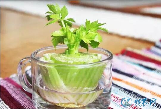印度研究培育出“微型蔬菜”