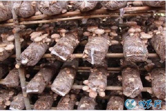 香菇怎么种植?稻麦秸秆屑栽培香菇技术!