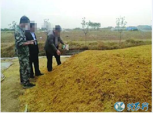 香菇怎么种植?稻麦秸秆屑栽培香菇技术!