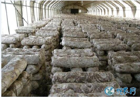 香菇怎么种植?稻麦秸秆屑栽培香菇技术!
