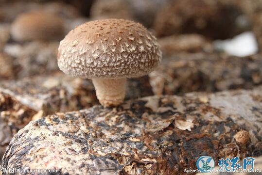 香菇怎么种植?稻麦秸秆屑栽培香菇技术!