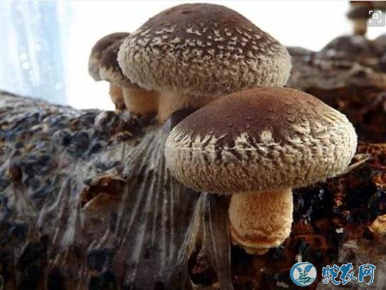 香菇怎么种?香菇的生长发育需要哪些养分?