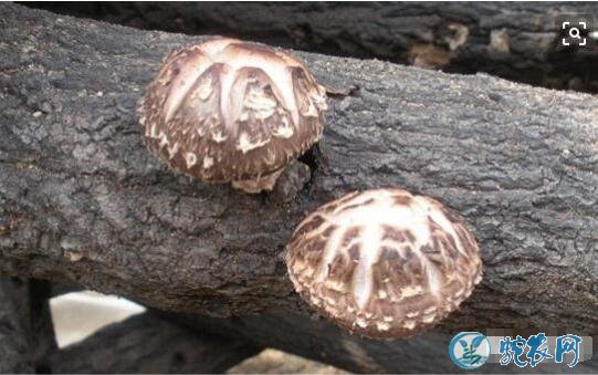 香菇怎么种?香菇的生长发育需要哪些养分?