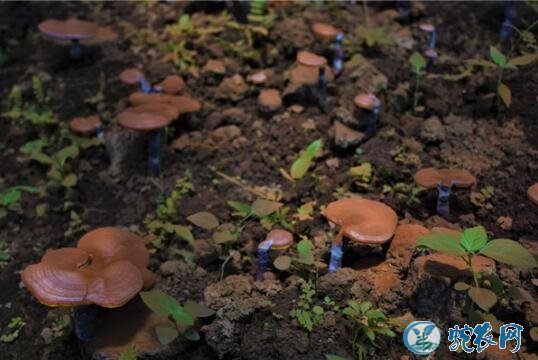 种植灵芝、灵芝栽培配料、灭菌、接种及防病知识!