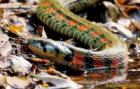 虎斑游蛇是保护动物吗？