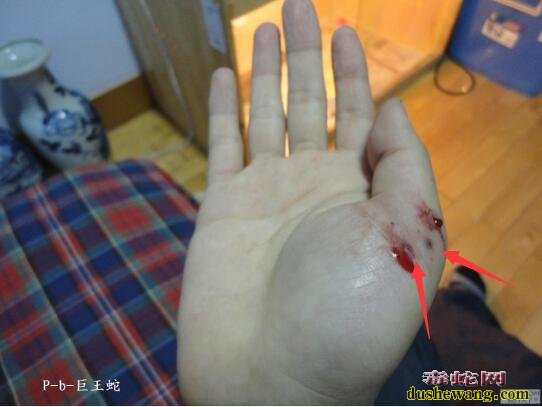 虎斑游蛇毒性多强?图片为证!