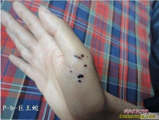 虎斑游蛇毒性多强?图片为证!