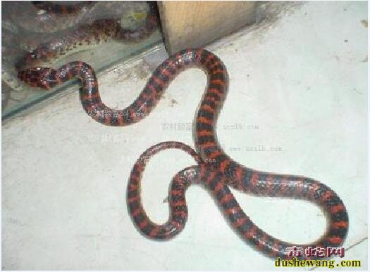 家里赤链蛇有什么寓意？
