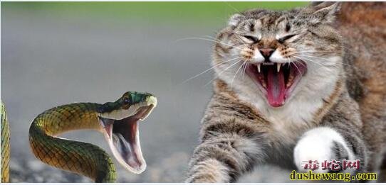 令人恐惧的毒蛇为什么猫却不怕？猫科动物顶级捕食者！
