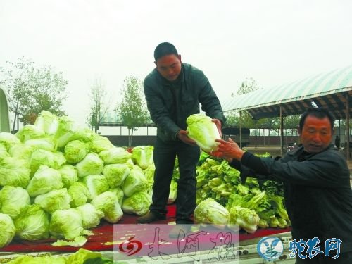 2020年1月9日白菜价格行情、今日大白菜多少钱一斤？