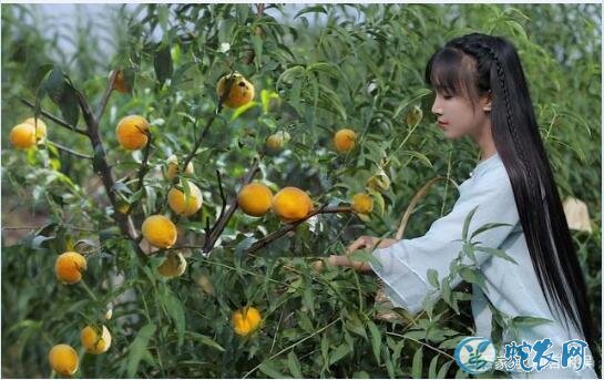 李子柒否认年入1.6亿怎么回事?文章发布者删文道歉来了解一下!
