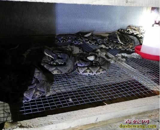 2020年养殖五步蛇赚钱吗?蕲蛇养殖前景怎么样?