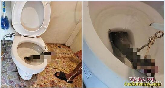 泰国男子上厕所马桶窜出一条眼镜蛇!不要问咬到屁股没有哈!