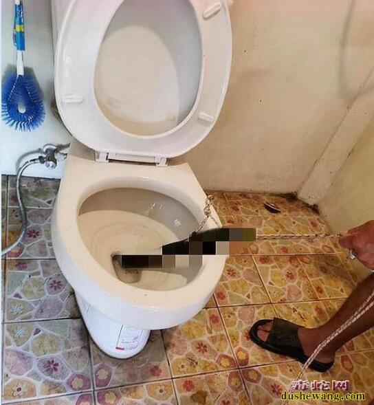 泰国男子上厕所马桶窜出一条眼镜蛇！不要问咬到屁股没有哈！