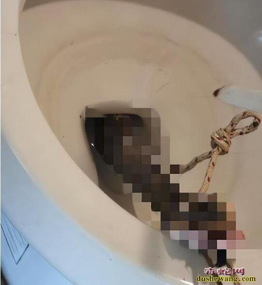 泰国男子上厕所马桶窜出一条眼镜蛇!不要问咬到屁股没有哈!