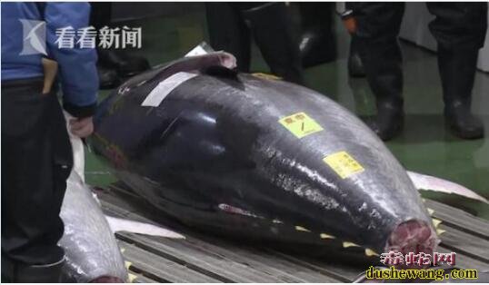 世界上最贵的金枪鱼！日本金枪鱼新年拍卖会 “鱼王”拍出近2亿天价！