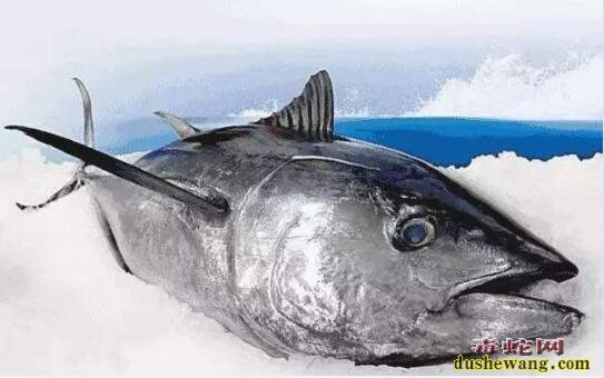 世界上最贵的金枪鱼！日本金枪鱼新年拍卖会 “鱼王”拍出近2亿天价！