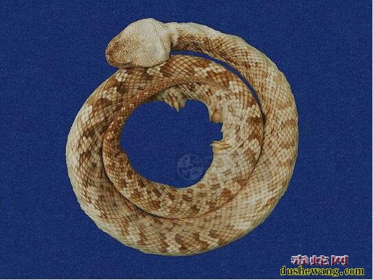 阿里山龟壳花-山烙铁头蛇标本图片