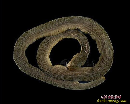 白腹游蛇-乌游蛇标本图片