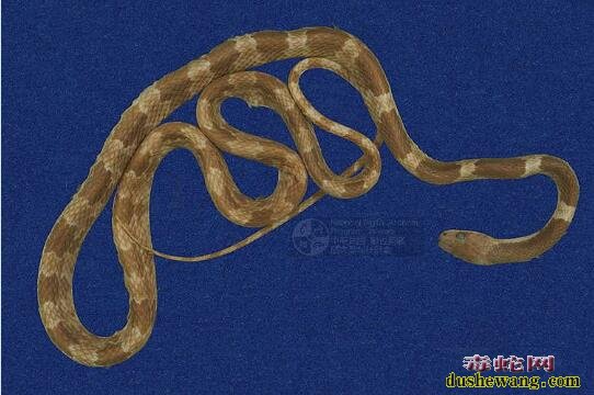 白梅花蛇-黑背白环蛇标本图