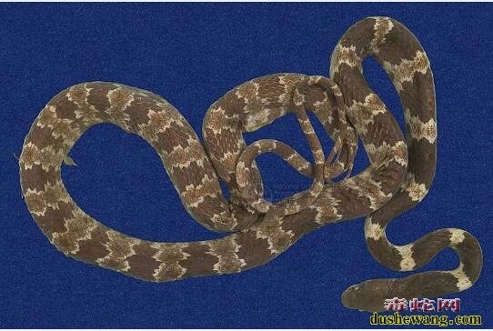 白梅花蛇-黑背白环蛇标本图