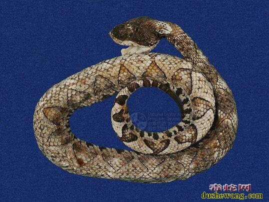 百步蛇-五步蛇标本图片
