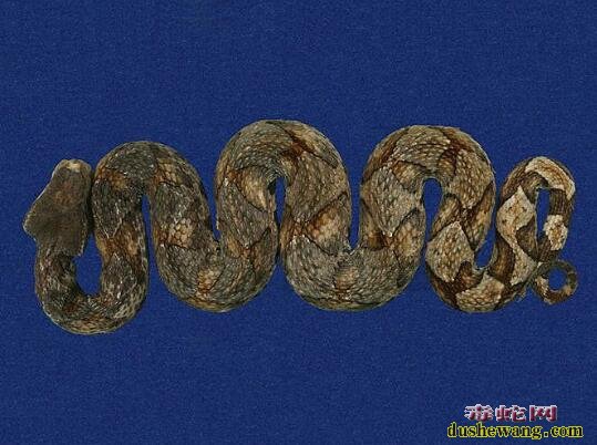 百步蛇-五步蛇标本图片