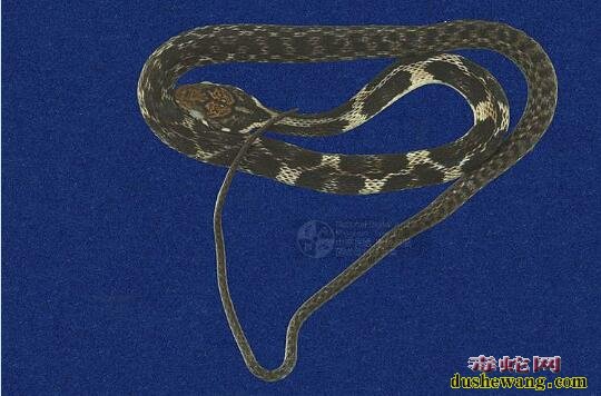 背稜蛇标本图片