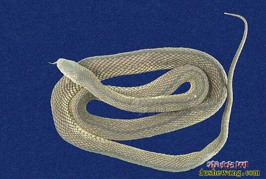 标蛇-阿里山脊蛇标本图片