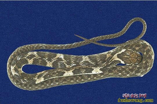 背稜蛇标本图片