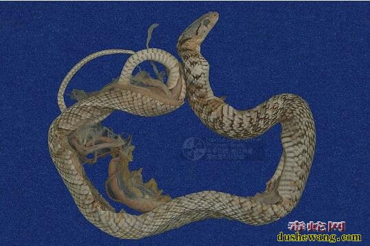 草花蛇标本图片