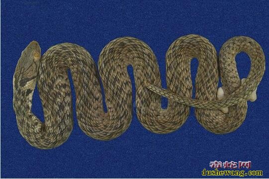 草花蛇标本图片