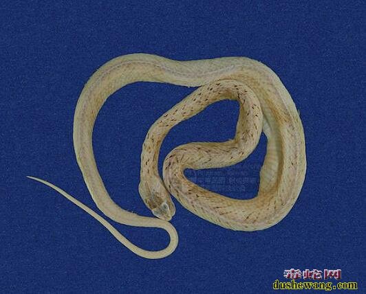 茶斑蛇-台湾豹纹蛇-紫沙蛇标本图片