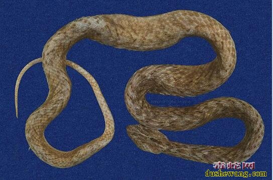 茶斑蛇-台湾豹纹蛇-紫沙蛇标本图片