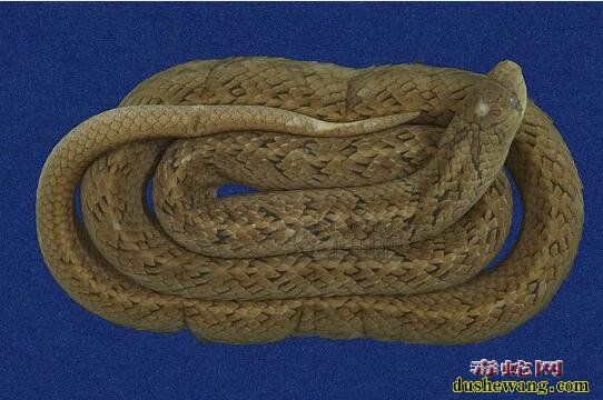 赤背松柏根-台湾豹纹蛇/小头蛇标本图片