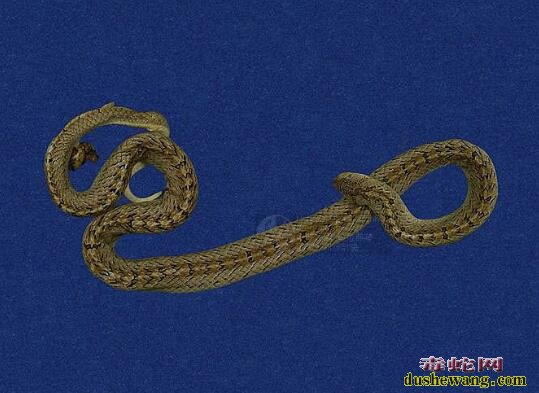 赤背松柏根-台湾豹纹蛇/小头蛇标本图片