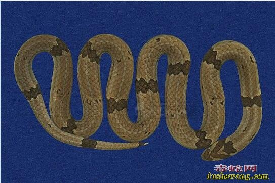 赤腹松柏根-饰纹小头蛇标本图片