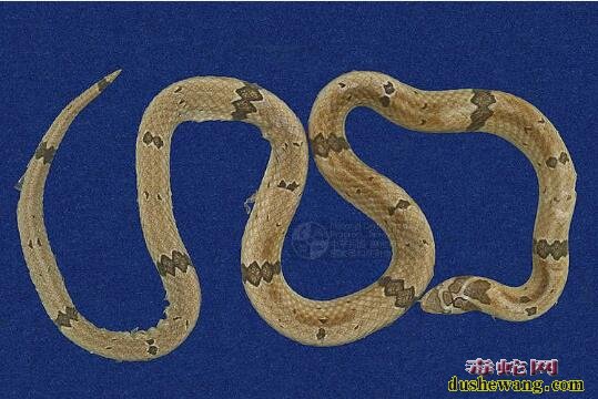 赤腹松柏根-饰纹小头蛇标本图片