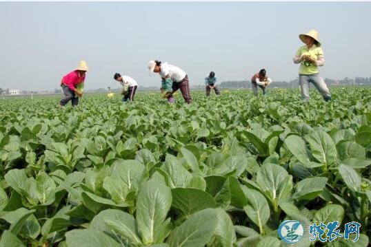 2020年1月13日青菜价格行情、今日青菜多少钱一斤?