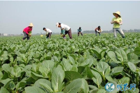 2020年1月13日青菜价格行情、今日青菜多少钱一斤？