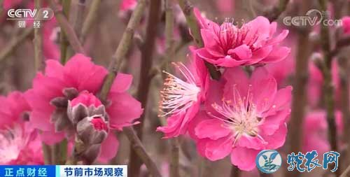 连杜赏桃花