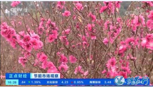 连杜赏桃花