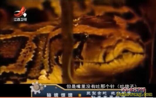 揭秘！浏阳田间地头一条金色巨蛇，如水桶般粗！