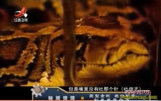 揭秘!浏阳田间地头一条金色巨蛇,如水桶般粗!