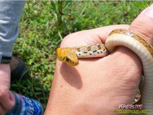 厉害！马来西亚华裔青年酷爱养蛇！曾被蛇整整咬了一年！
